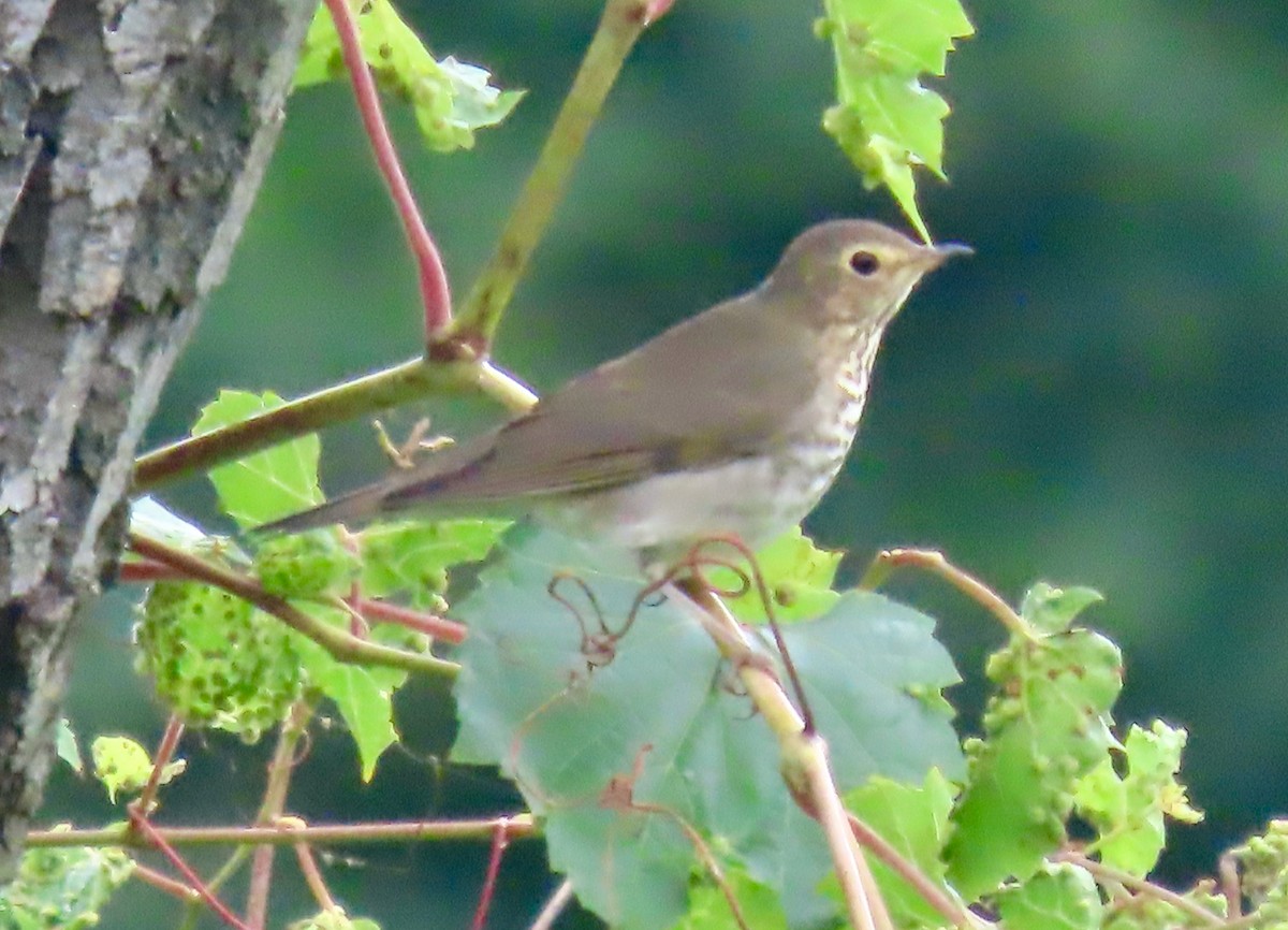 Swainson's Thrush - ML608594948