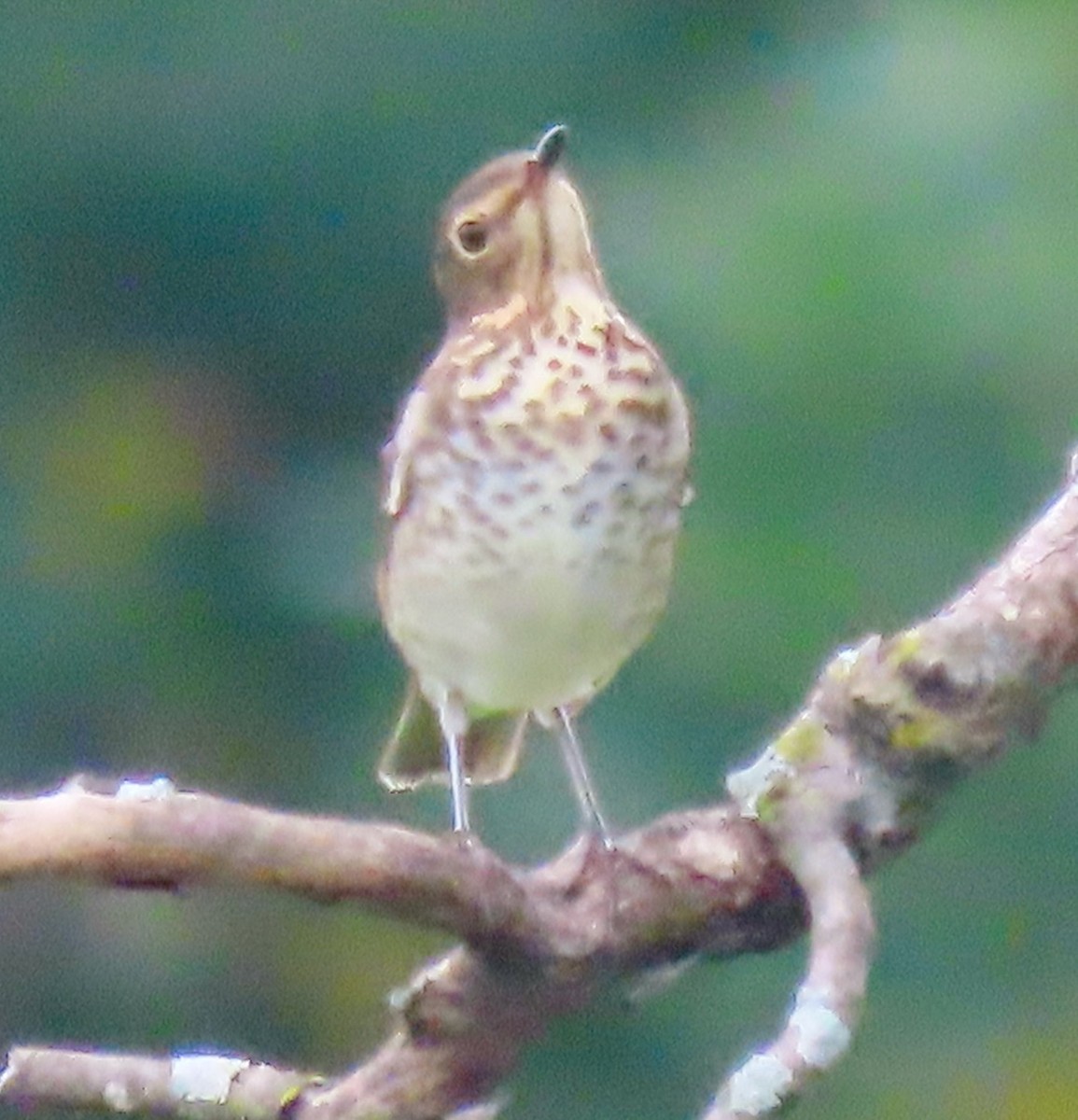 Swainson's Thrush - ML608594970