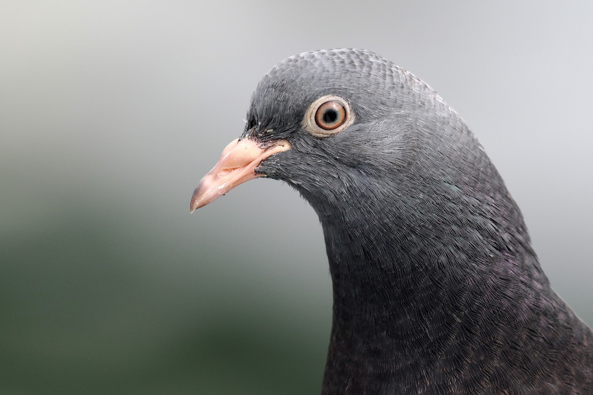 Rock Pigeon (Feral Pigeon) - ML608595118