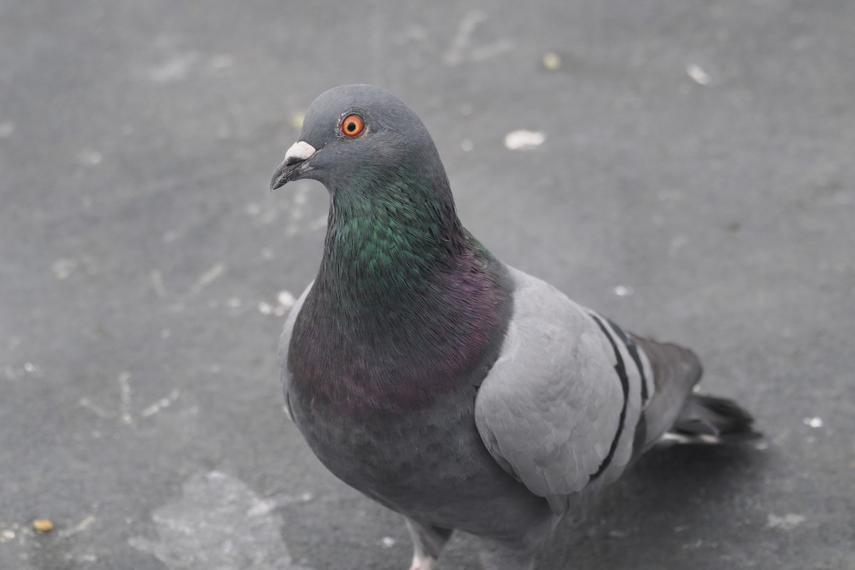 Rock Pigeon (Feral Pigeon) - ML608595123