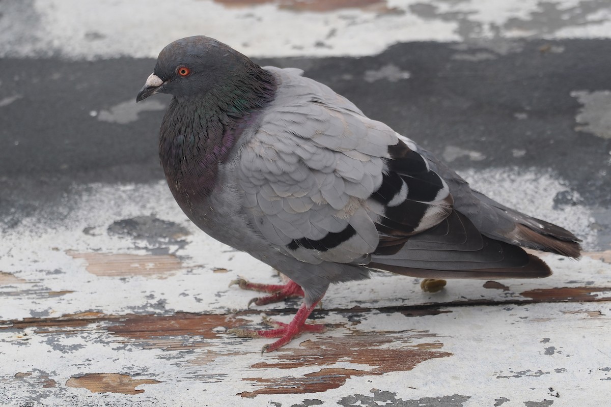 Rock Pigeon (Feral Pigeon) - ML608595124