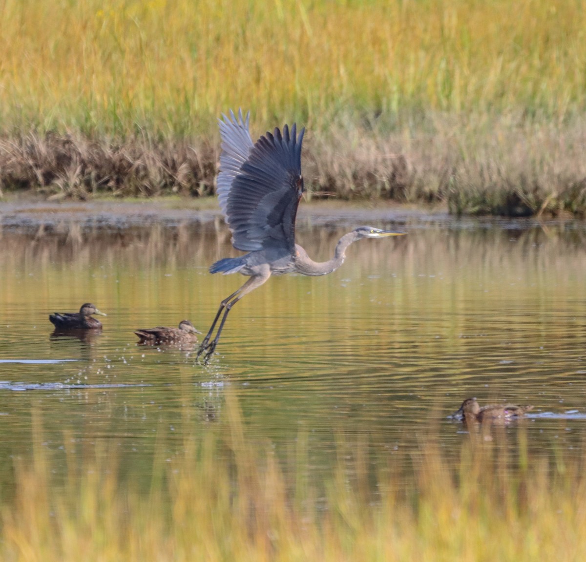 Great Blue Heron - ML608595217