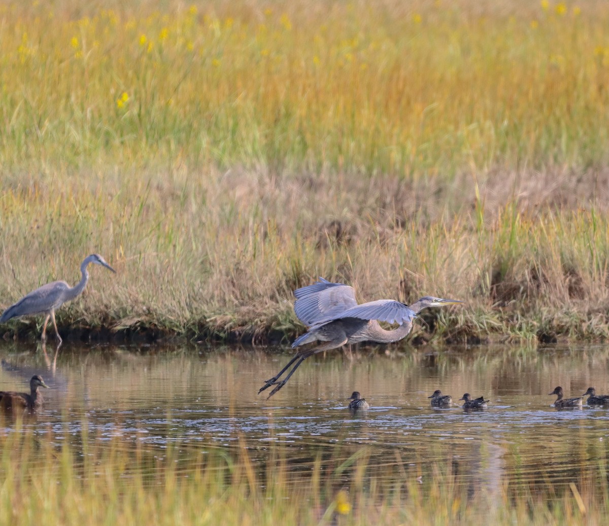 Great Blue Heron - Brandi Devericks