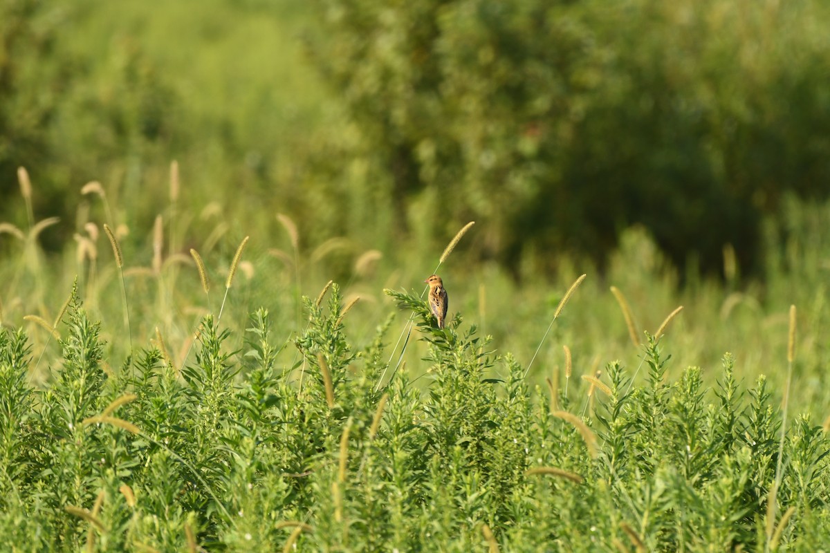 Bobolink - ML608595251