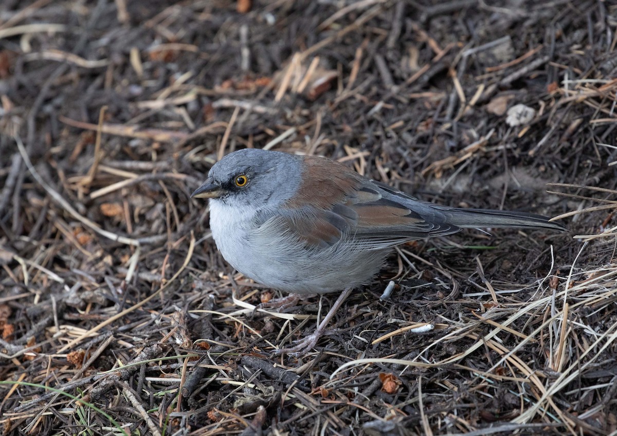 Yellow-eyed Junco - Andy Moore