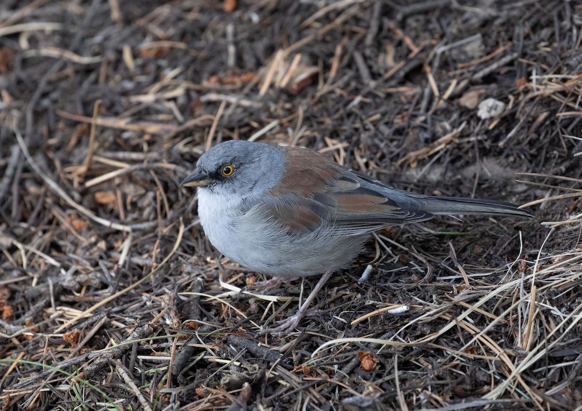 Junco aux yeux jaunes - ML608595370