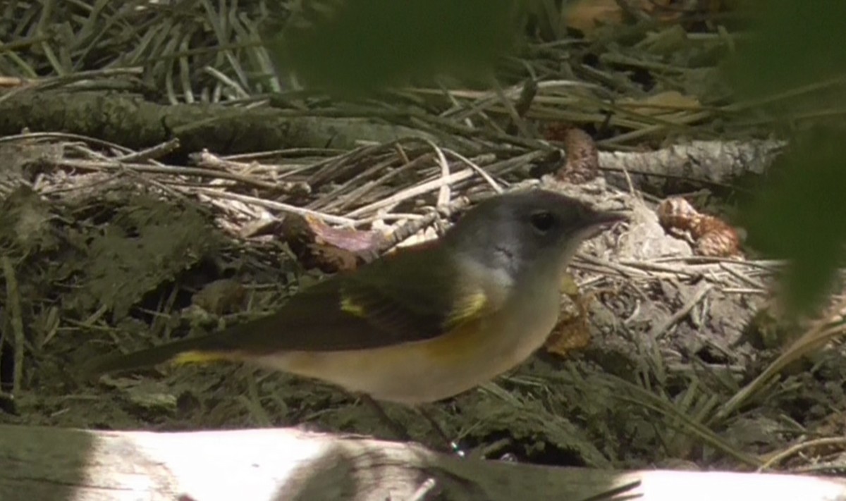 American Redstart - Bernard Morris