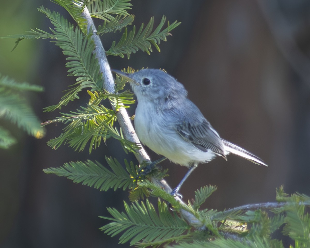 Blue-gray Gnatcatcher - ML608595449