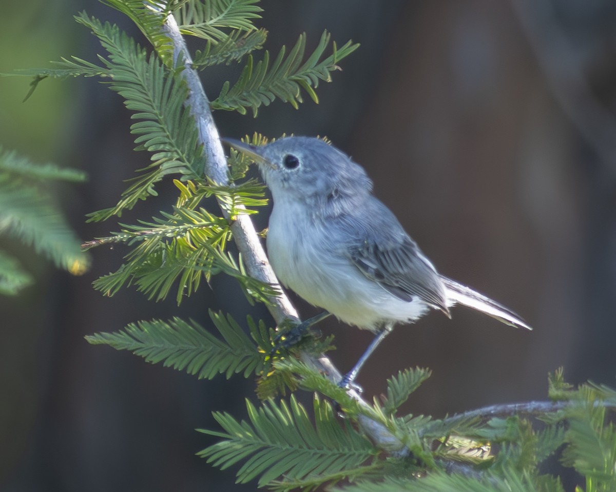 Blue-gray Gnatcatcher - ML608595449