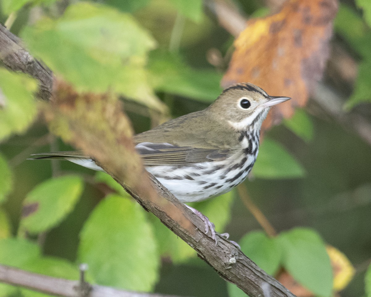 Ovenbird - ML608595459