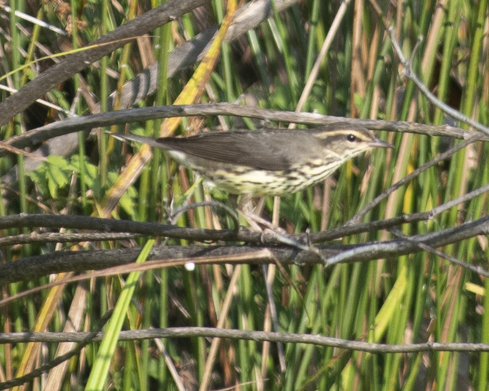 Northern Waterthrush - ML608595465