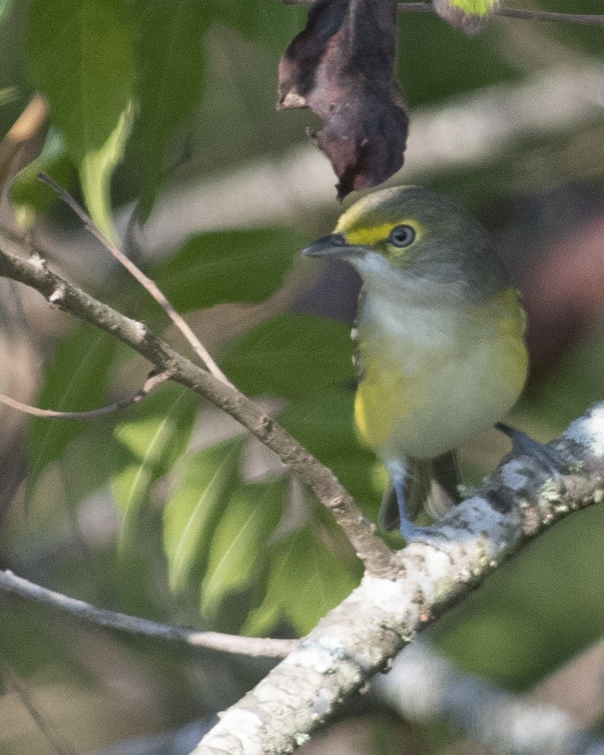 White-eyed Vireo - ML608595482