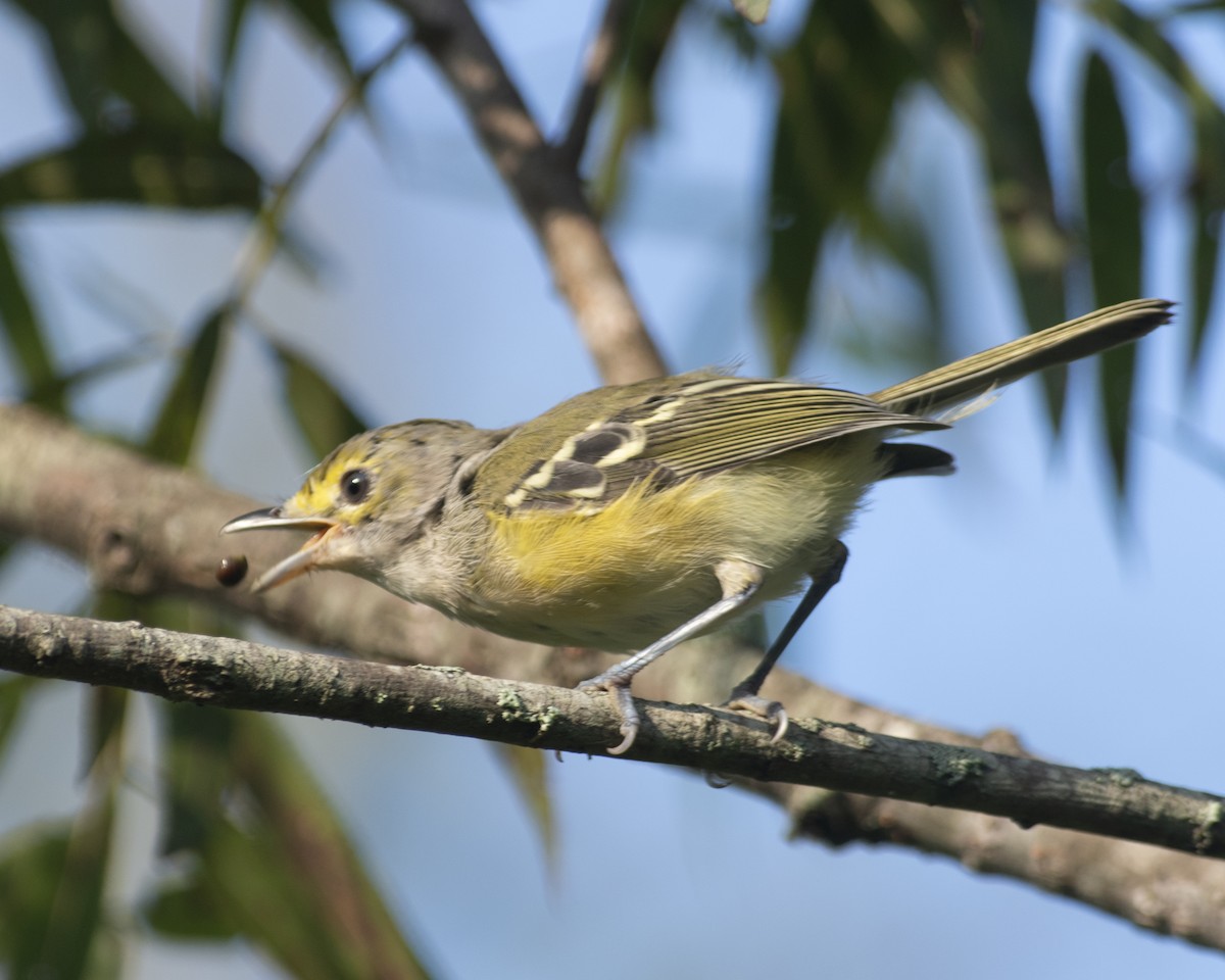 White-eyed Vireo - ML608595484