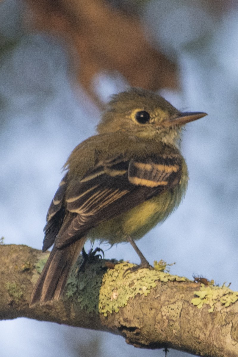 Acadian Flycatcher - ML608595500