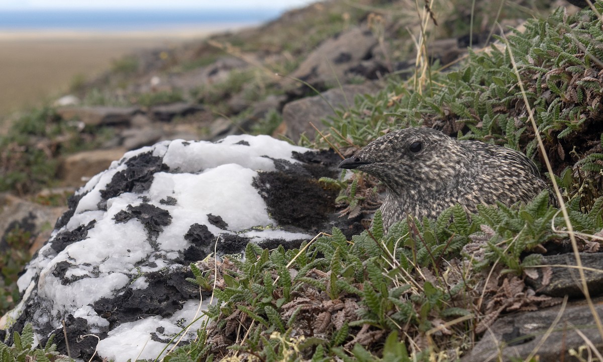 Kittlitz's Murrelet - Zak Pohlen