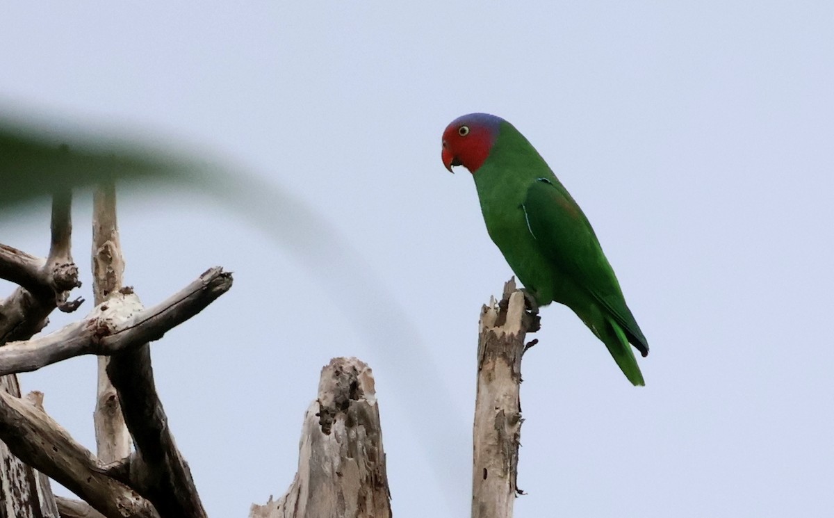 Red-cheeked Parrot - ML608595679