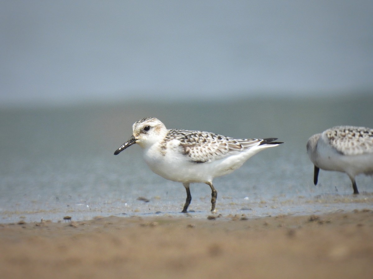 Sanderling - Jeff Gardner