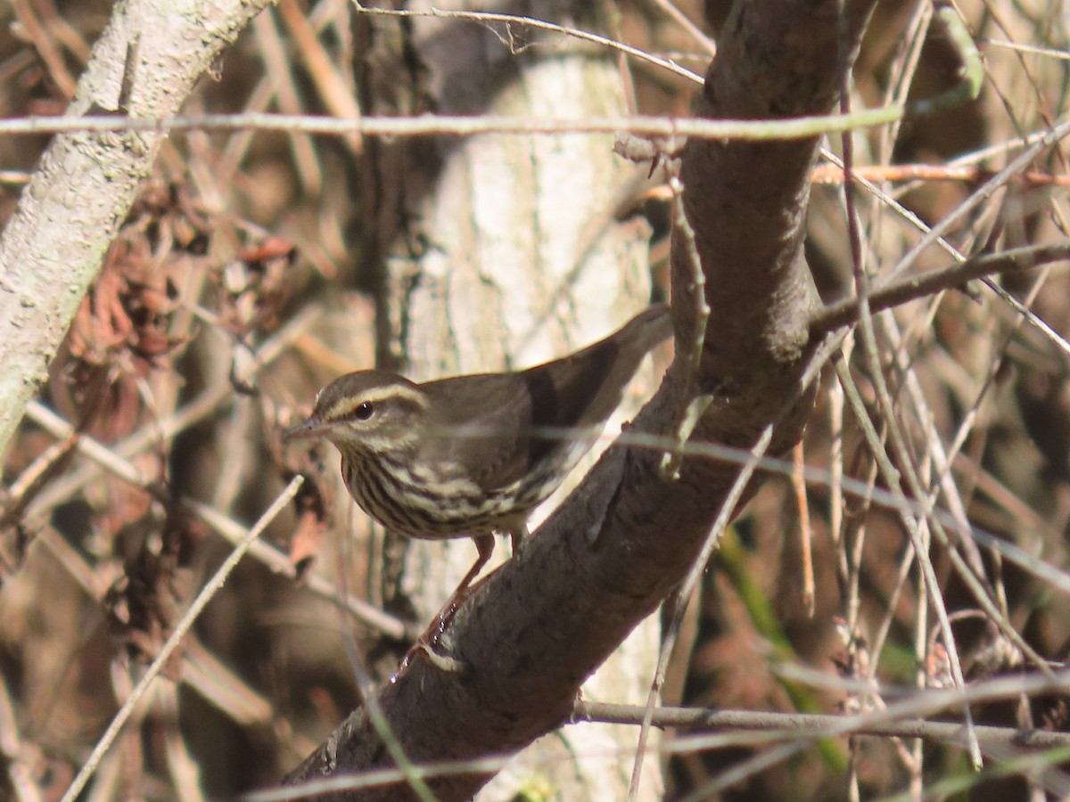 Northern Waterthrush - ML608595737