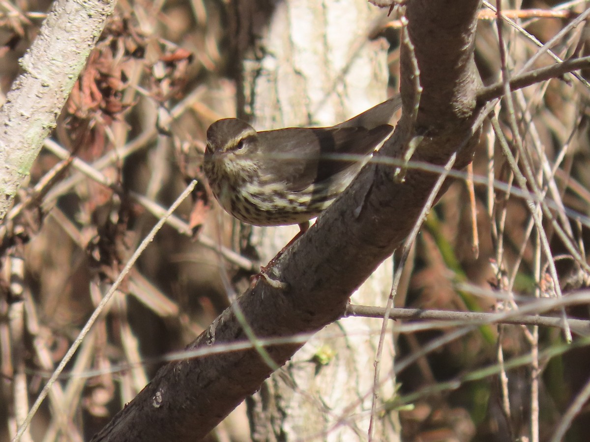 Northern Waterthrush - ML608595744