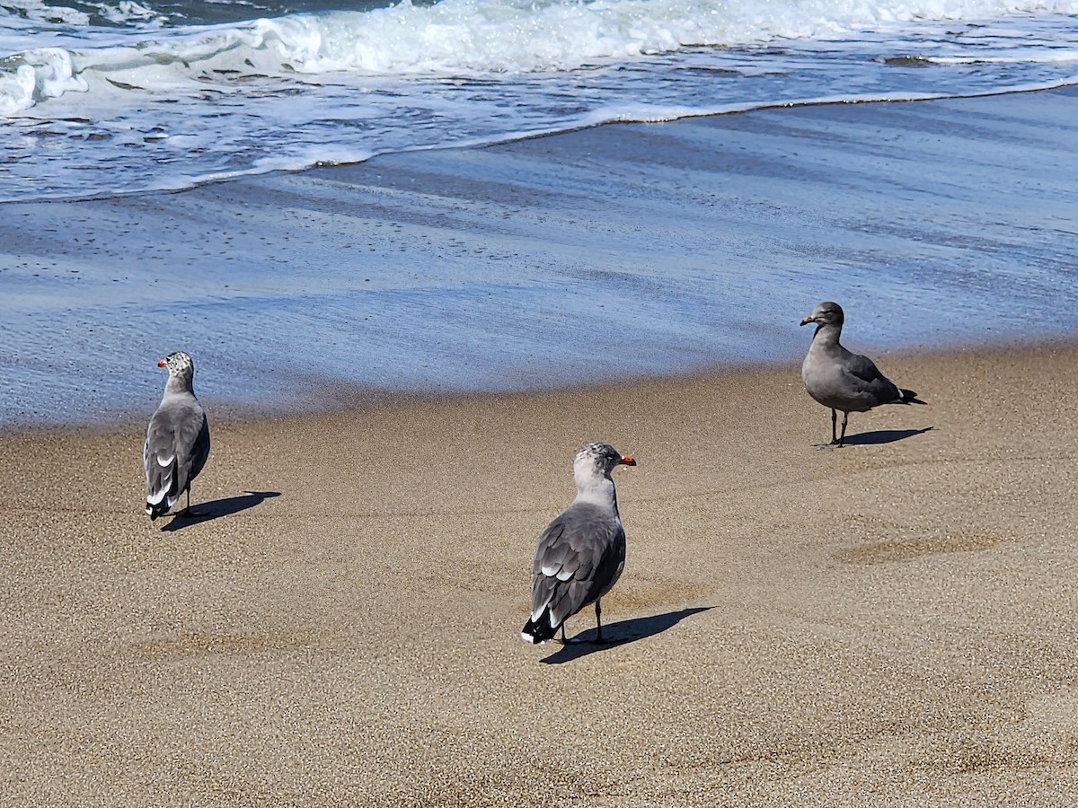 Heermann's Gull - ML608595764