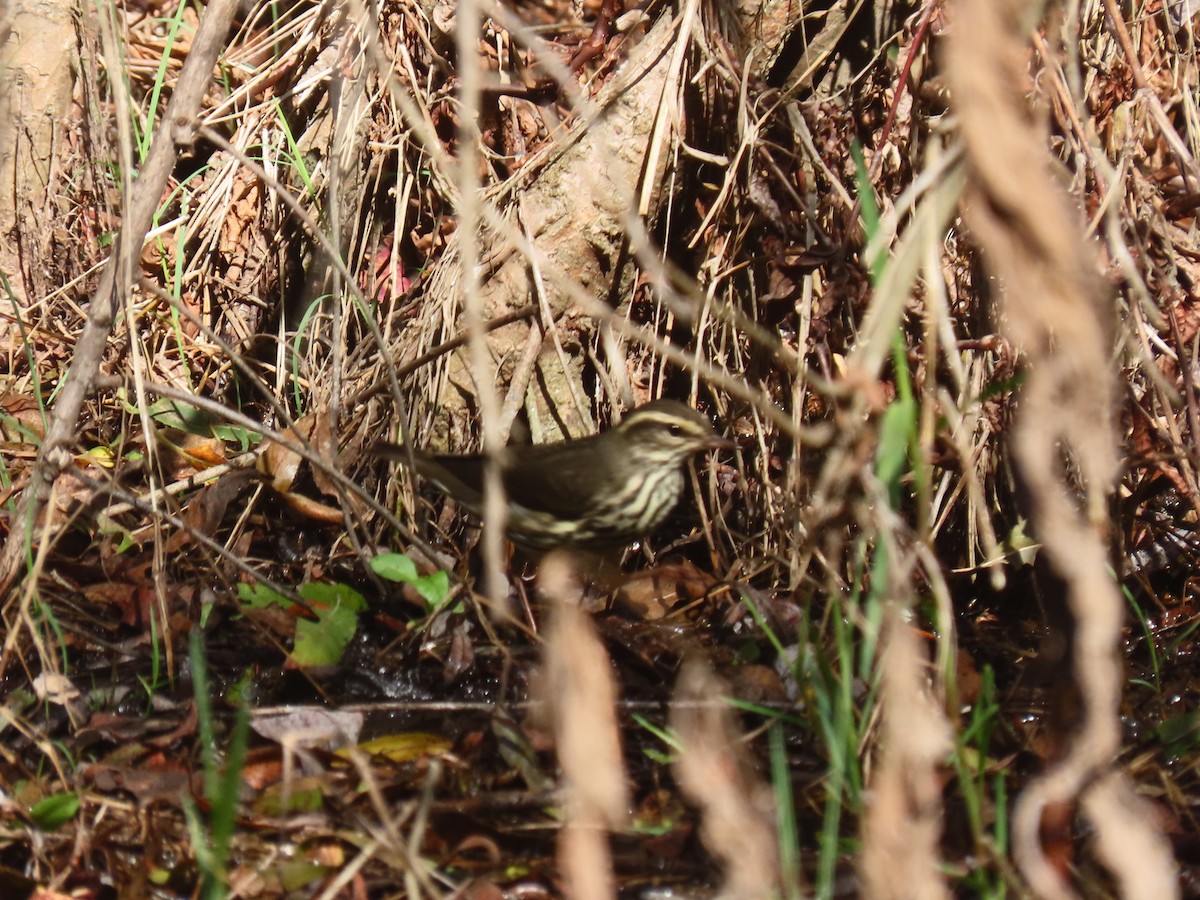 Northern Waterthrush - ML608595790