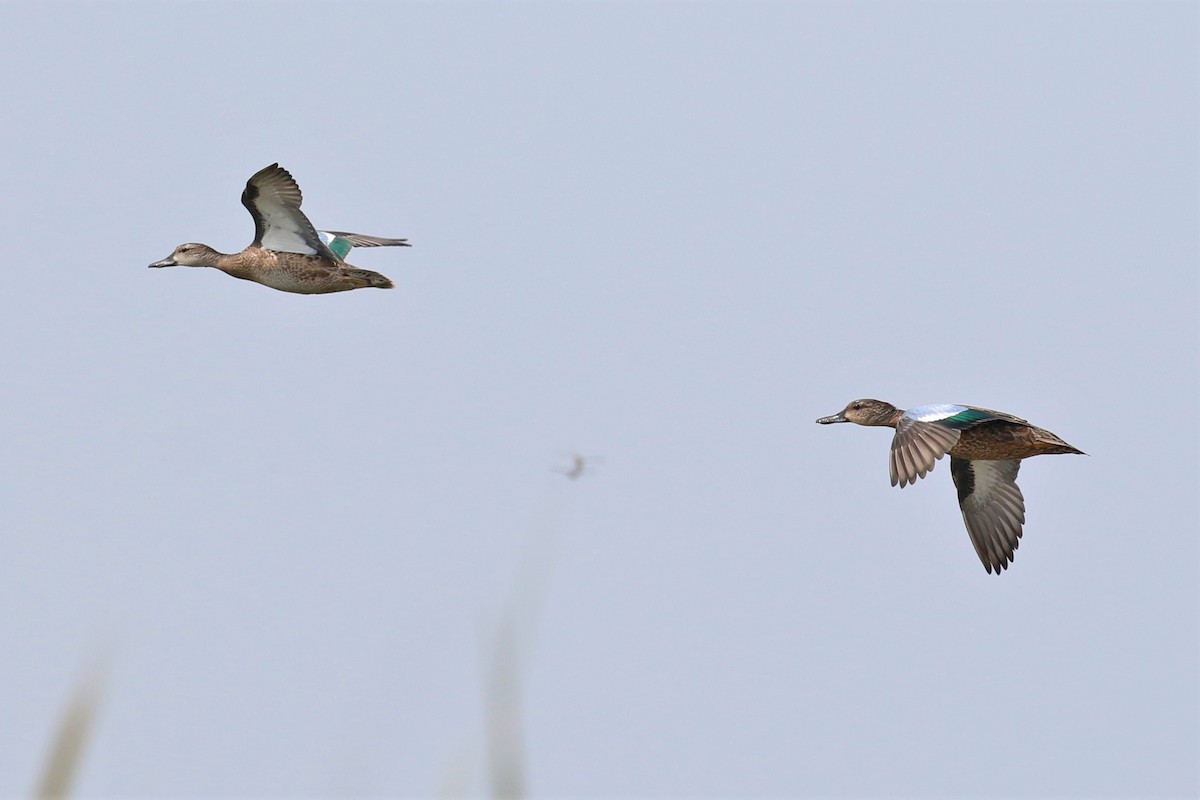 Blue-winged Teal - ML608595832
