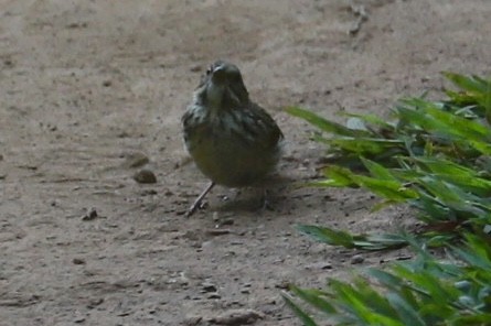 Song Sparrow - ML608595849