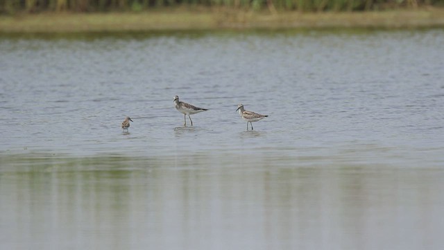 Stilt Sandpiper - ML608595850