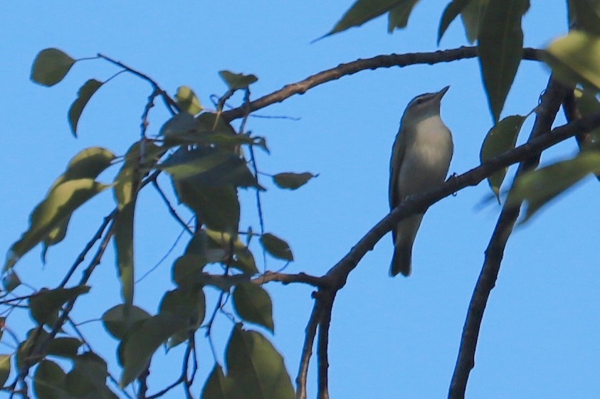 Kızıl Gözlü Vireo - ML608595892