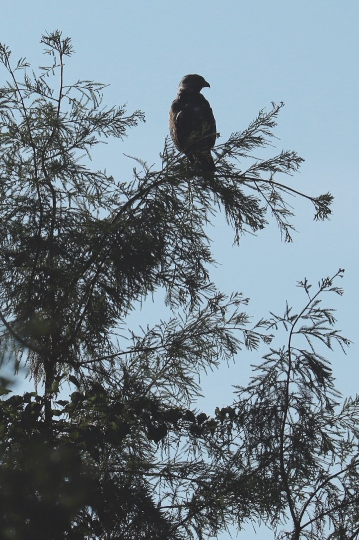 Red-shouldered Hawk - ML608595957