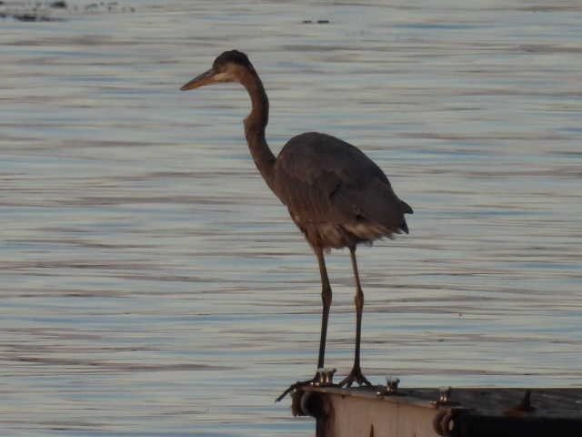 Great Blue Heron - Stew Stewart