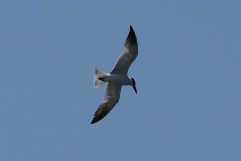 Caspian Tern - ML608595997