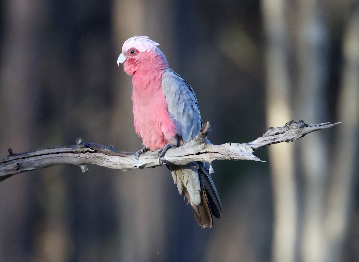 Cacatúa Galah - ML608596021