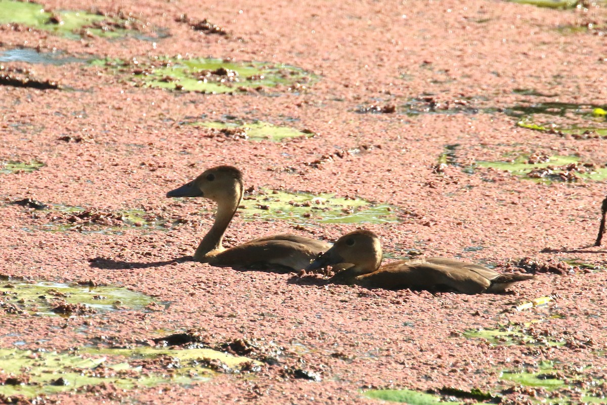 Fulvous Whistling-Duck - ML608596031