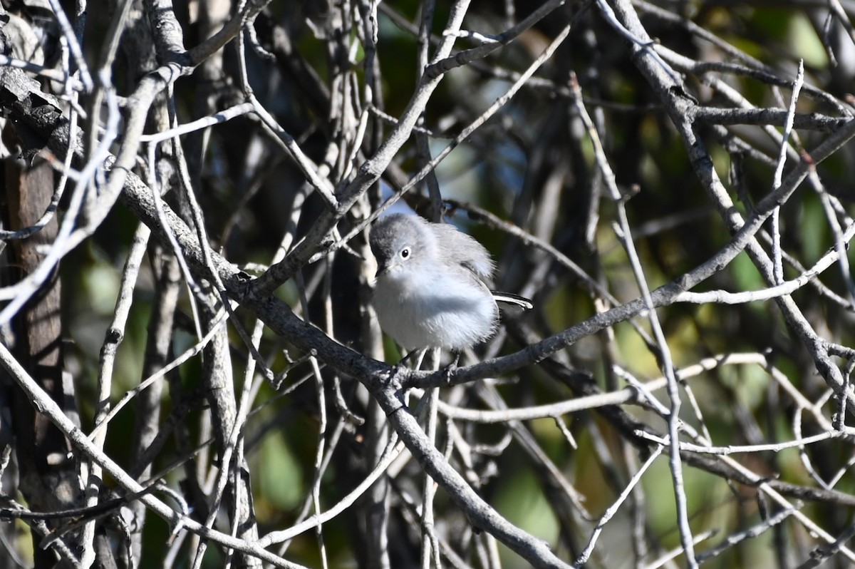 Gobemoucheron gris-bleu - ML608596108