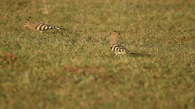 Eurasian Hoopoe - ML608596334