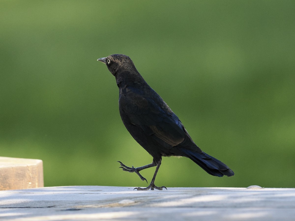 Brewer's Blackbird - ML608596469