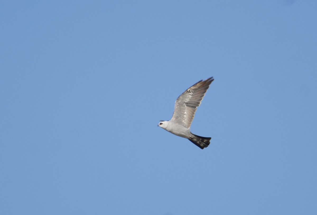 Mississippi Kite - ML608596473