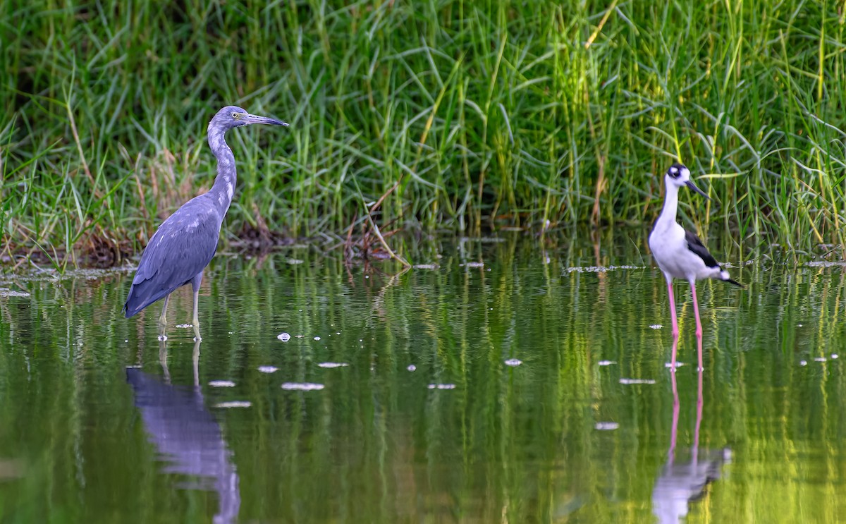 Little Blue Heron - ML608596492