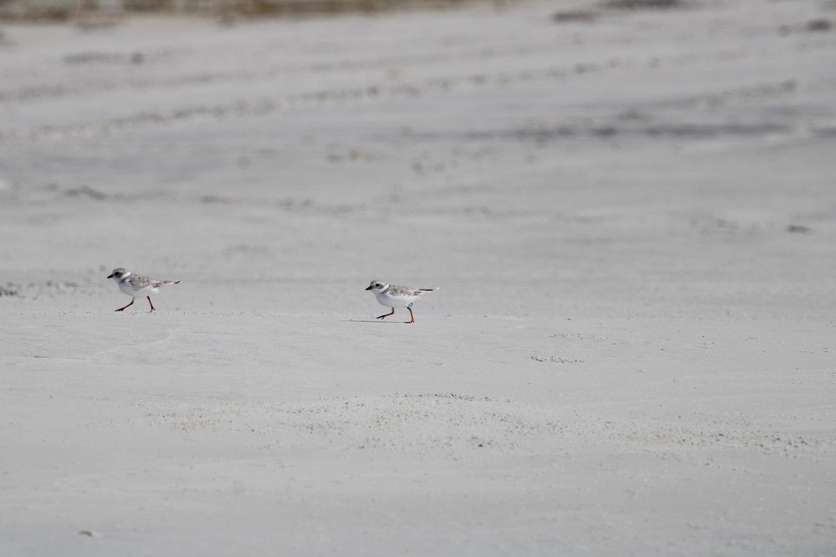 Piping Plover - Sarah Manning