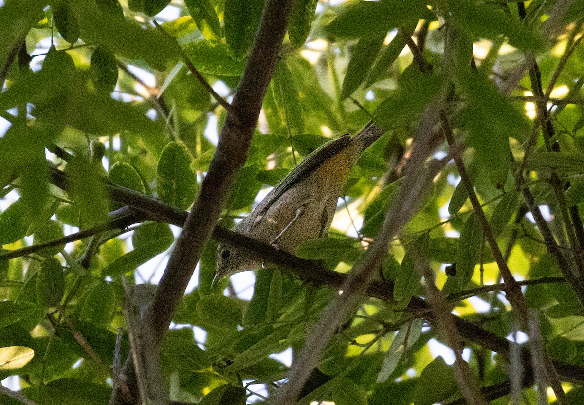 Virginia's Warbler - ML608596795