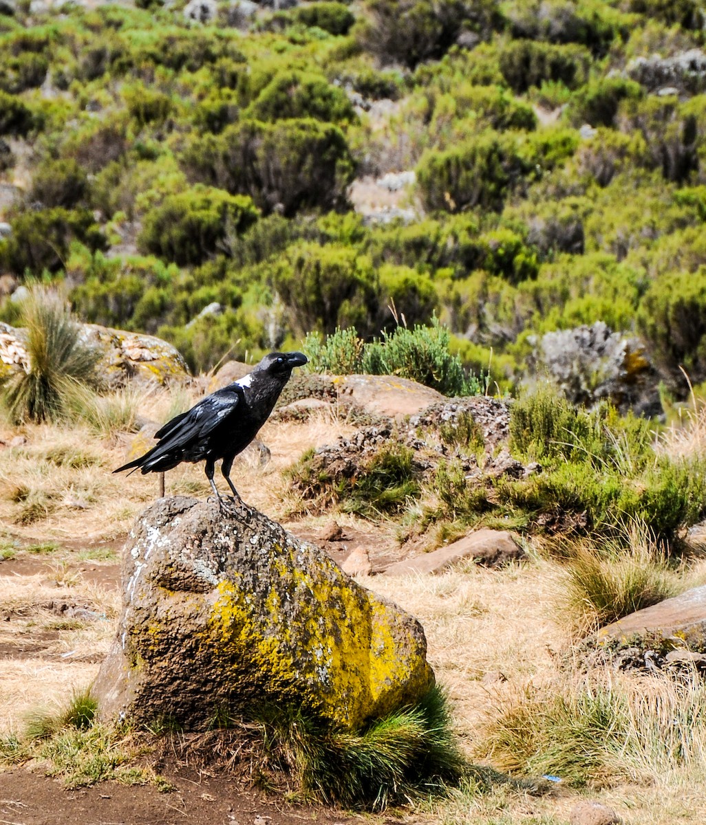 White-necked Raven - ML608596808