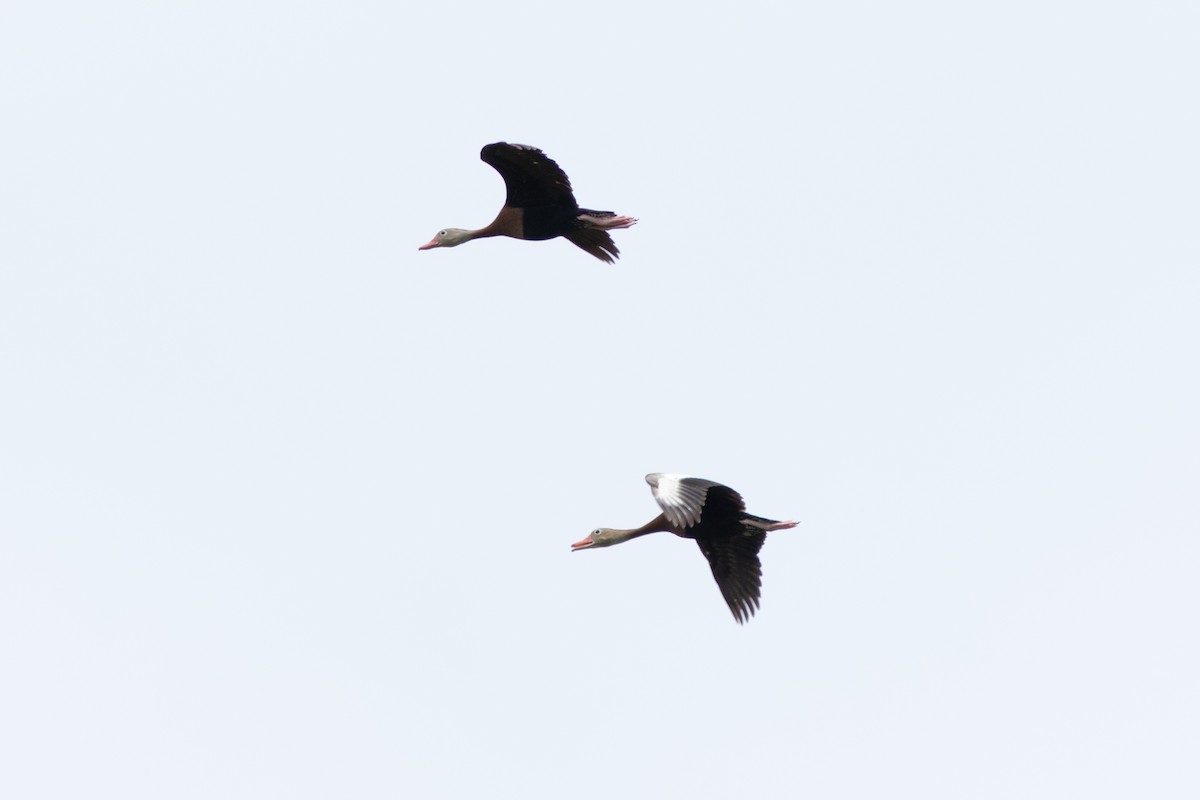 Black-bellied Whistling-Duck - ML608596860