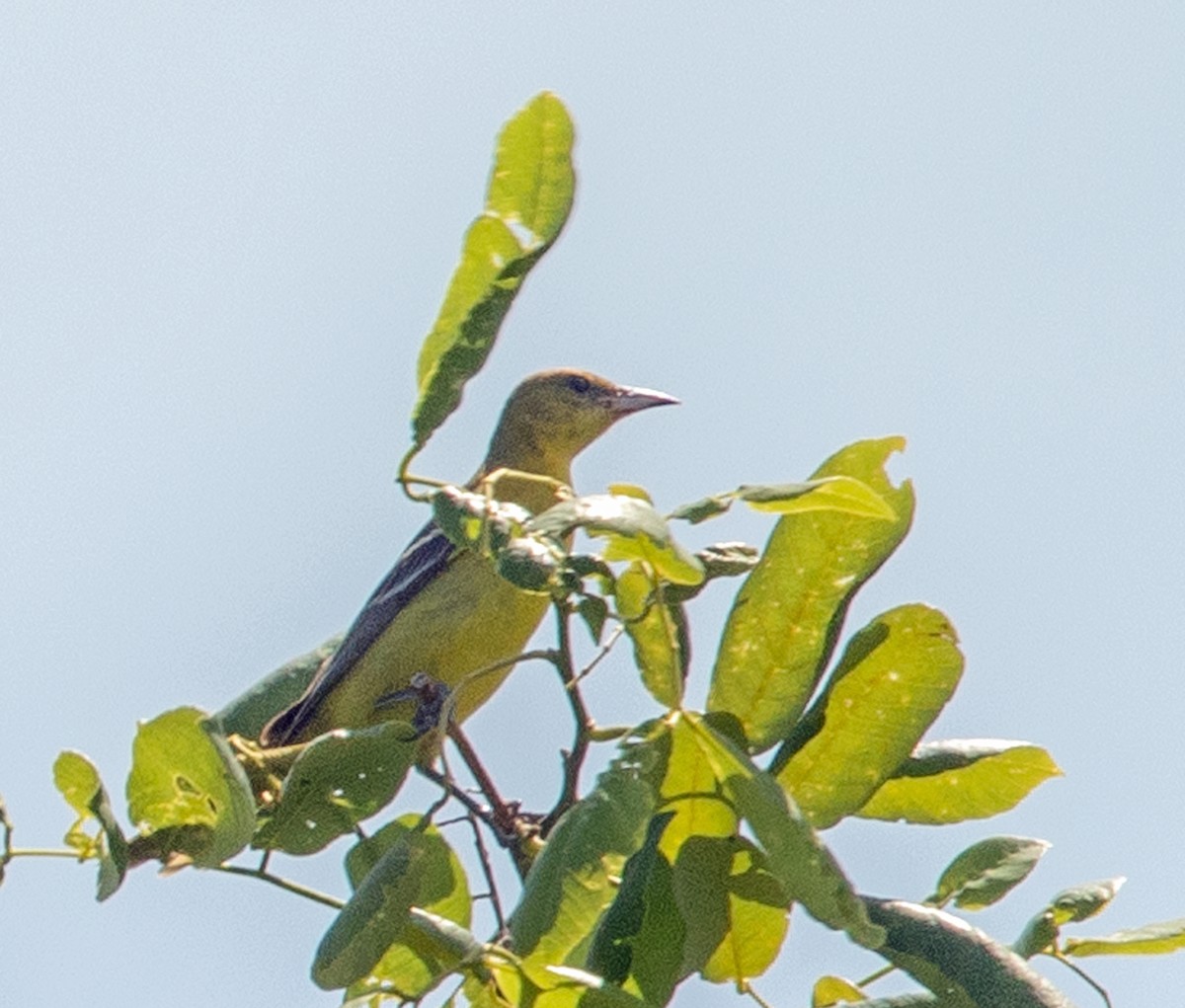 Orchard Oriole - ML608596892