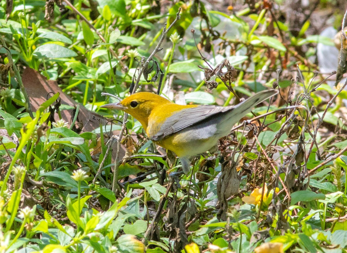Prothonotary Warbler - Mark and Holly Salvato