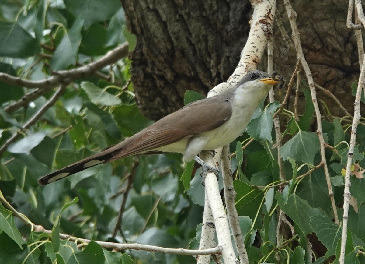 Yellow-billed Cuckoo - ML608596970