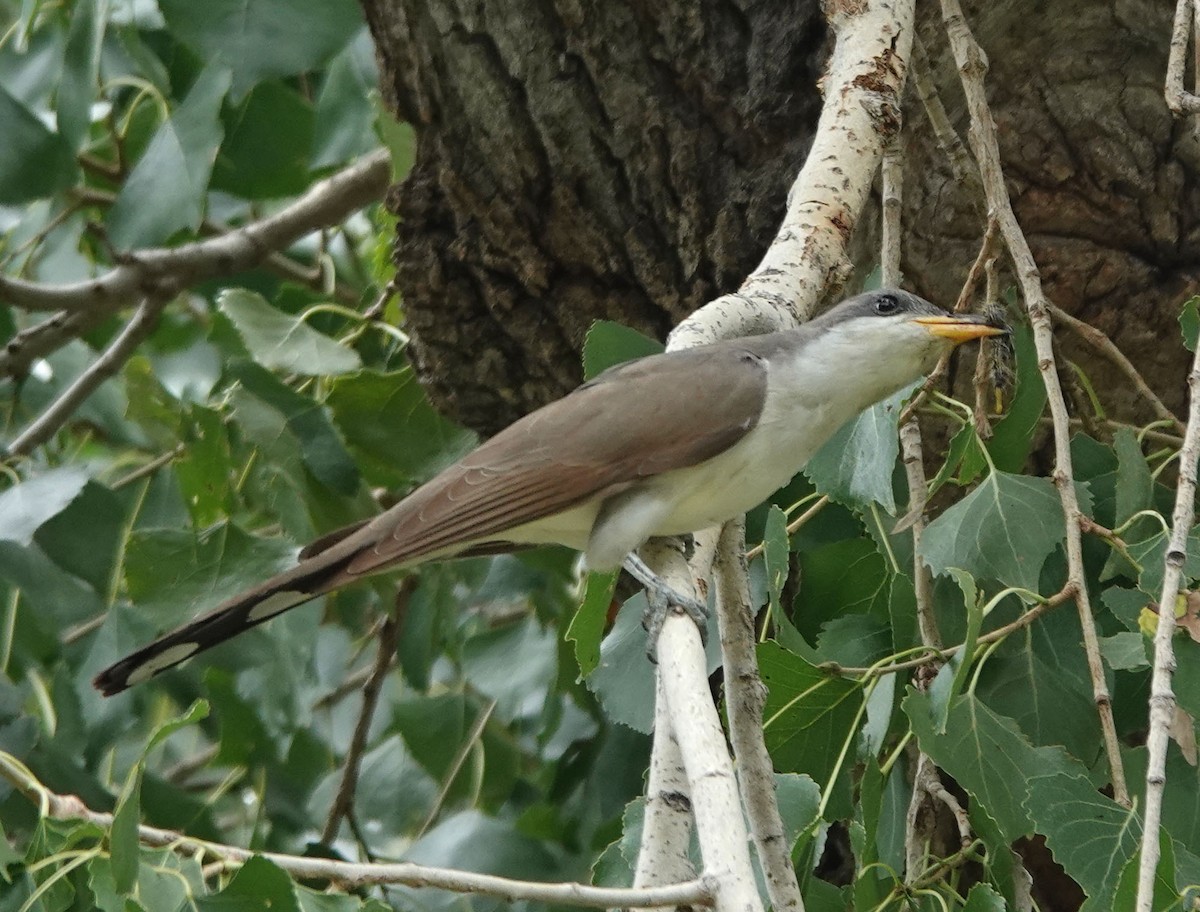 Yellow-billed Cuckoo - ML608596973