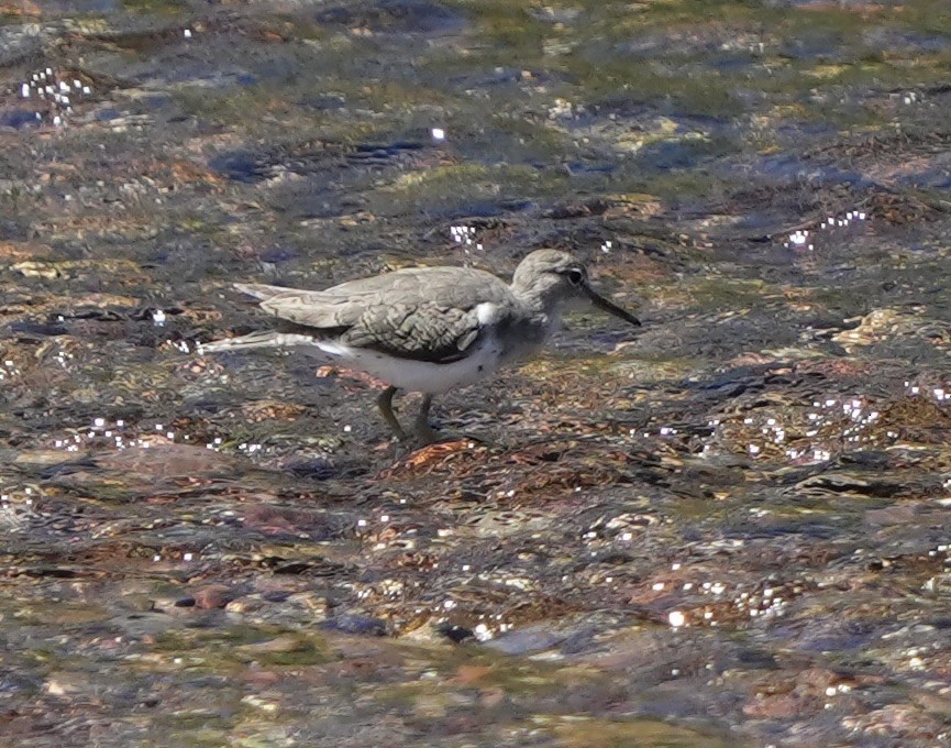 Spotted Sandpiper - ML608597094