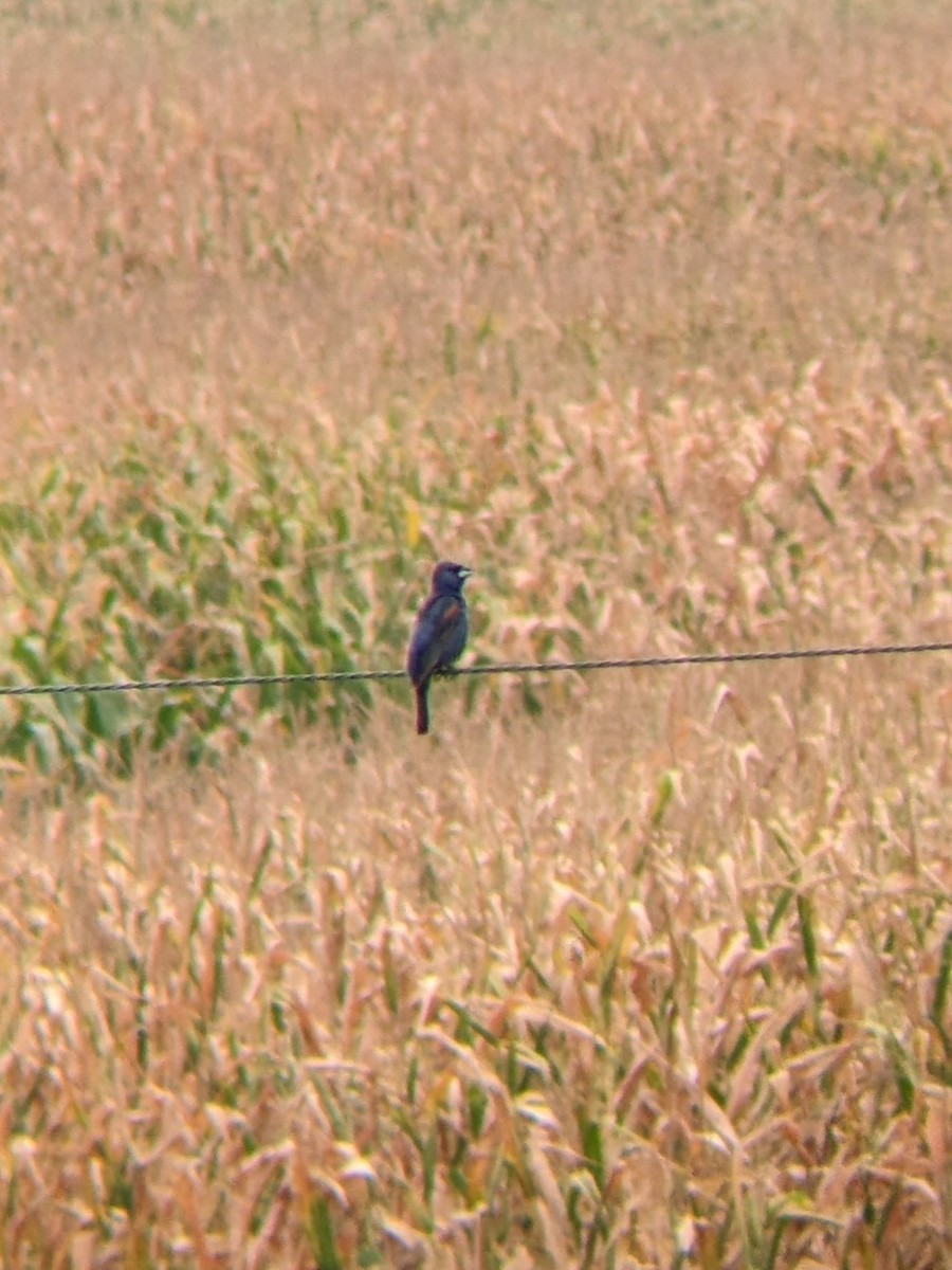 Blue Grosbeak - ML608597099