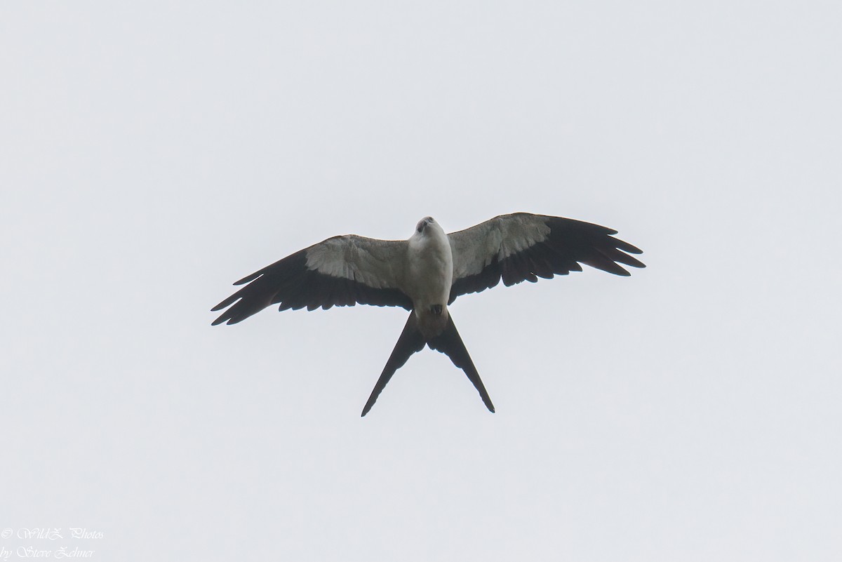 Swallow-tailed Kite - Steve Zehner